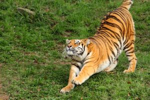 stretching-five-tibetan-exercises-t5t-warm-ups