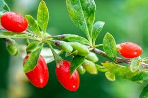 tibetan-rites-anti-aging-diet-goji-berry